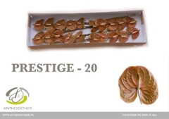 Anthurium Prestige 9cm Hd