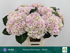 Hydrangea My Beautiful Matcha Classic 65cm 18-20cm Hd