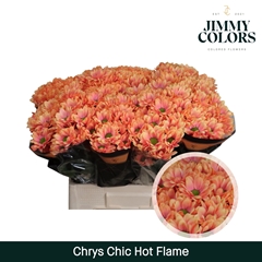 Chrysanth Spray Chic 70cm 90gr.