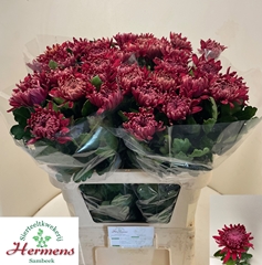 Chrysanth Single Regalmist Red 80cm 120gr.