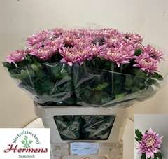 Chrysanth Single Pandion Rose 80cm 130gr.