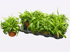 Chlorophytum Green Bonnie 13Ø 25cm