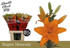 Lily La Honesty 90cm 5+