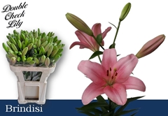 Lily La Brindisi 75cm 2+