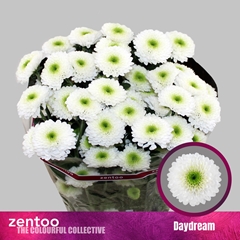 Chrysanth Spray Daydream 70cm 70gr.