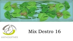 Anthurium Destro Mix 11cm Hd