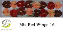 Anthurium Red Wings Mix 11cm Hd
