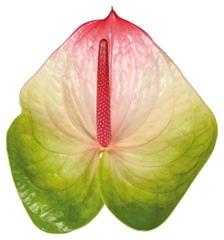 Anthurium Zafira 7cm Hd