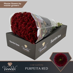 Chrysanth Santini Purpetta Red 55cm 48gr.