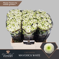 Chrysanth Santini Maverick White 55cm 56gr.