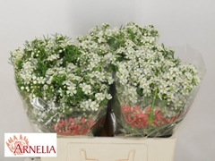 Chamelaucium Ofir 60cm 30gr.