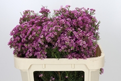 Chamelaucium Kalbarri 70cm 75gr.