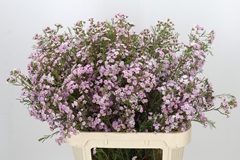 Chamelaucium Dancing Queen 80cm 75gr.