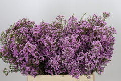 Chamelaucium Pirouette 60cm 20gr.
