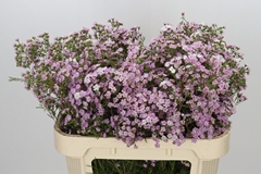 Chamelaucium Dancing Queen 70cm 45gr.