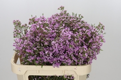 Chamelaucium Pirouette 70cm 40gr.