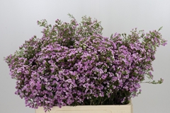 Chamelaucium Pirouette 55cm 15gr.