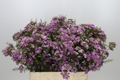 Chamelaucium Giselle 60cm 25gr.
