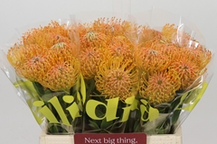 Leucospermum Ayoba Orange 40cm