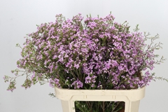 Chamelaucium Pirouette 80cm 70gr.
