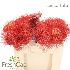 Leucospermum Ito 50cm