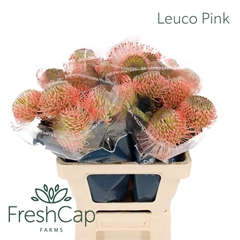 Leucospermum Ayoba Pink 60cm