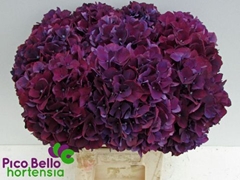 Hydrangea Rubyred Purple 60cm 15-17cm Hd