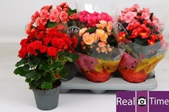 Begonia Double Mix 14Ø 35cm