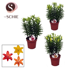 Lily Asiatic Mix 19Ø 50cm