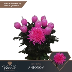 Chrysanth Single Painted Antonov Hot Pink 70cm 100gr.