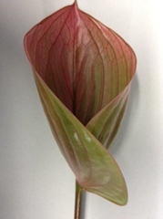 Anthurium Scoop 9cm Hd