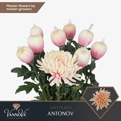 Chrysanth Single Painted Antonov Soft Peach 70cm 100gr.