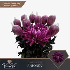 Chrysanth Single Painted Antonov Dark Cherry 70cm 100gr.