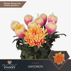 Chrysanth Single Painted Antonov Sunset 70cm 100gr.