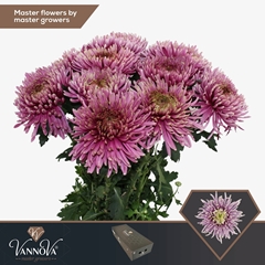 Chrysanth Single Balthazar Intense 75cm 90gr.