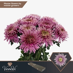 Chrysanth Single Balthazar Intense 75cm 90gr.