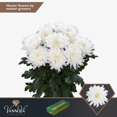 Chrysanth Single Undercover 70cm 75gr.