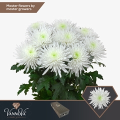 Chrysanth Single Topspin 70cm 80gr.