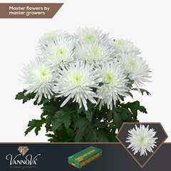 Chrysanth Single Topspin 70cm 80gr.