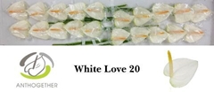 Anthurium White Love 9cm Hd