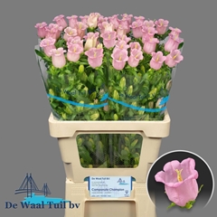 Campanula Campana Pearl Pink 70cm