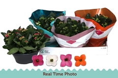 Kalanchoe Single Mix 4 Colours 23Ø 25cm