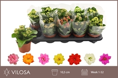 Kalanchoe Double Mix 10Ø 19cm