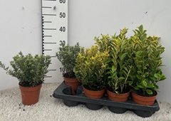 Euonymus Mix 13Ø 30cm