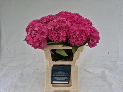 Hydrangea Rodeo Red 60cm 15-17cm Hd