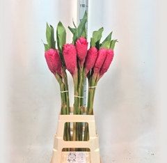 Alpinia Purpurata 90cm