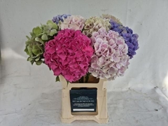 Hydrangea Mix 60cm 16-18cm Hd