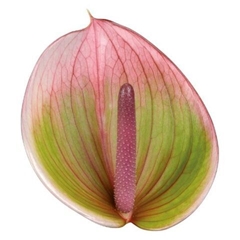 Anthurium Peruzzi 13cm Hd