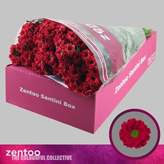 Chrysanth Santini Melissa Red 55cm 40gr.