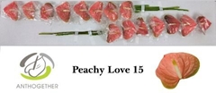 Anthurium Peachy Love 7cm Hd